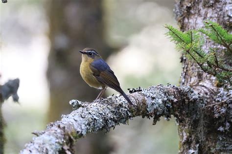 喜鵲 飼養|臺灣外來種鳥類介紹：喜鵲 (2023/02/23版本) 